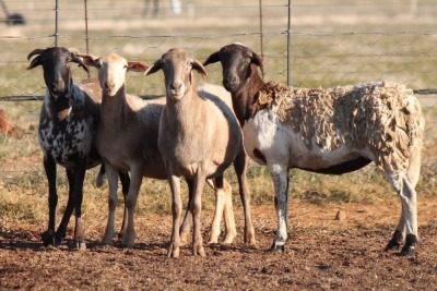 4X MEATMASTER OOI/EWE FLOCK (PAY PER PIECE TO TAKE THE LOT)
