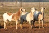 3X MEATMASTER OOI/EWE FLOCK (PAY PER PIECE TO TAKE THE LOT)