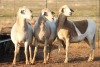 3X MEATMASTER OOI/EWE FLOCK (PAY PER PIECE TO TAKE THE LOT) - 2