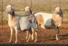 3X MEATMASTER OOI/EWE FLOCK (PAY PER PIECE TO TAKE THE LOT) - 3