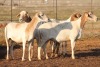 4X MEATMASTER OOI/EWE FLOCK (PAY PER PIECE TO TAKE THE LOT) - 2
