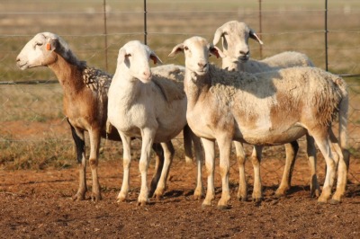 4X MEATMASTER OOI/EWE FLOCK (PAY PER PIECE TO TAKE THE LOT)