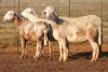 4X MEATMASTER OOI/EWE FLOCK (PAY PER PIECE TO TAKE THE LOT) - 3