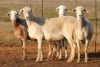 4X MEATMASTER OOI/EWE FLOCK (PAY PER PIECE TO TAKE THE LOT) - 4