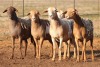 5X MEATMASTER OOI/EWE FLOCK (PAY PER PIECE TO TAKE THE LOT)