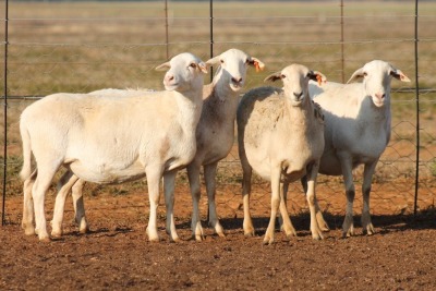 4X MEATMASTER OOI/EWE FLOCK (PAY PER PIECE TO TAKE THE LOT)