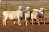 4X MEATMASTER OOI/EWE FLOCK (PAY PER PIECE TO TAKE THE LOT) - 2