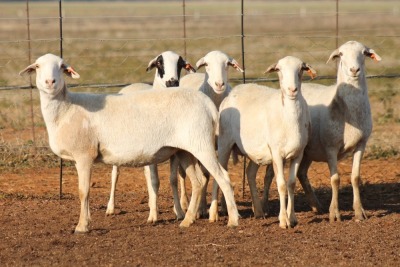 5X MEATMASTER OOI/EWE FLOCK (PAY PER PIECE TO TAKE THE LOT)