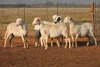 5X MEATMASTER OOI/EWE FLOCK (PAY PER PIECE TO TAKE THE LOT) - 2