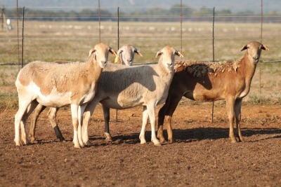 4X MEATMASTER OOI/EWE FLOCK (PAY PER PIECE TO TAKE THE LOT)