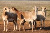 4X MEATMASTER OOI/EWE FLOCK (PAY PER PIECE TO TAKE THE LOT) - 2