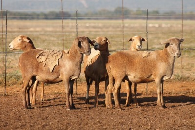 5X MEATMASTER OOI/EWE FLOCK (PAY PER PIECE TO TAKE THE LOT)