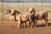 5X MEATMASTER OOI/EWE FLOCK (PAY PER PIECE TO TAKE THE LOT) - 2