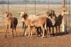 5X MEATMASTER OOI/EWE FLOCK (PAY PER PIECE TO TAKE THE LOT) - 3