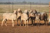 5X MEATMASTER OOI/EWE FLOCK (PAY PER PIECE TO TAKE THE LOT)