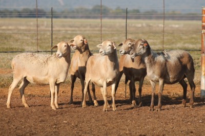 5X MEATMASTER OOI/EWE FLOCK (PAY PER PIECE TO TAKE THE LOT)