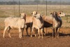 5X MEATMASTER OOI/EWE FLOCK (PAY PER PIECE TO TAKE THE LOT) - 2