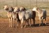 5X MEATMASTER OOI/EWE FLOCK (PAY PER PIECE TO TAKE THE LOT) - 3