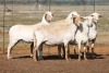 5X MEATMASTER OOI/EWE FLOCK (PAY PER PIECE TO TAKE THE LOT)