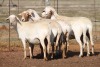 5X MEATMASTER OOI/EWE FLOCK (PAY PER PIECE TO TAKE THE LOT) - 2