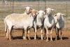 5X MEATMASTER OOI/EWE FLOCK (PAY PER PIECE TO TAKE THE LOT) - 3