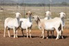 5X MEATMASTER OOI/EWE FLOCK (PAY PER PIECE TO TAKE THE LOT)