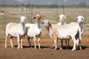 5X MEATMASTER OOI/EWE FLOCK (PAY PER PIECE TO TAKE THE LOT)