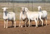 5X MEATMASTER OOI/EWE FLOCK (PAY PER PIECE TO TAKE THE LOT) - 2