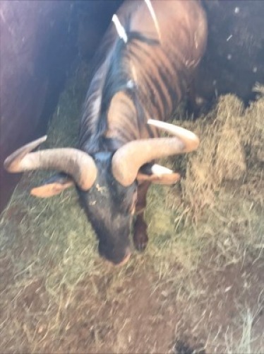 1X BLOUWILDEBEES M:1