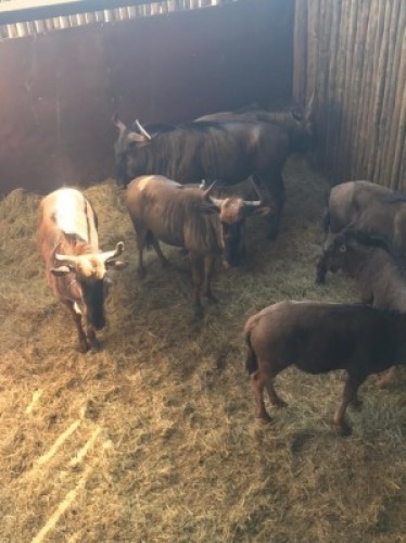 7X BLOUWILDEBEES V/F:3 J/Y: 4 (Betaal per stuk om lot te neem)