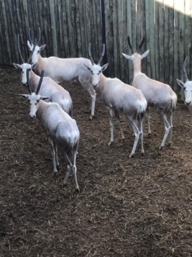 8X WIT BLESBOK V/F:8 (Betaal per stuk om lot te neem)