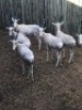 8X WIT BLESBOK V/F:8 (Betaal per stuk om lot te neem)