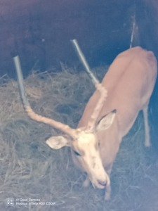 1X WHITE FLANK IMPALA M:1