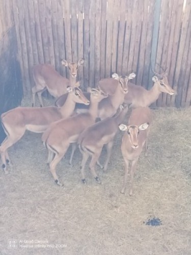 7X ROOIBOK M:1 V/F:6