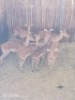 7X ROOIBOK M:1 V/F:6