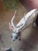 1X NJALA M:1