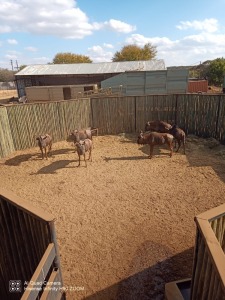 6X BLOUWILDEBEES M:6 (Betaal per stuk om lot te neem)