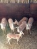 6X WHITE FLANK IMPALA V/F:6 (Betaal per stuk om lot te neem)