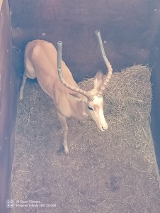 1X WHITE FLANK IMPALA M:1