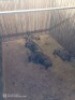 4X BLOUWILDEBEES V/F:3 J/Y: 1 (Betaal per stuk om lot te neem)