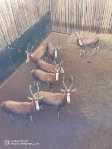 7X BLESBOK M:7 (Betaal per stuk om lot te neem)
