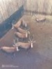 7X BLESBOK M:7 (Betaal per stuk om lot te neem)