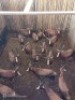 17X BLESBOK M:17 (Betaal per stuk om lot te neem)