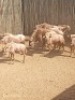 8X GOUE WILDEBEES M:1 V/F:6 J/Y: 1 (Betaal per stuk om lot te neem)