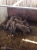 6X BLOUWILDEBEES V/F:5 J/Y: 1 (Betaal per stuk om lot te neem)