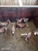 8X BLESBOK M:8 (Betaal per stuk om lot te neem)