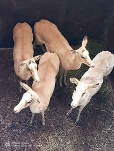 4X WHITE FLANK IMPALA V/F:4 (Betaal per stuk om lot te neem)