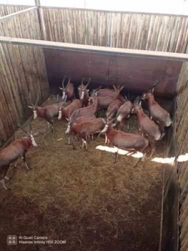 15X BLESBOK M:15 (Betaal per stuk om lot te neem)