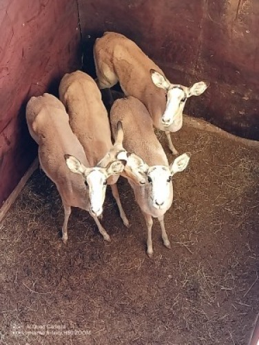 4X WHITE FLANK IMPALA V/F:4 (Betaal per stuk om lot te neem)