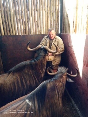 2X BLOUWILDEBEES M:1 V/F:1 (Betaal per stuk om lot te neem)